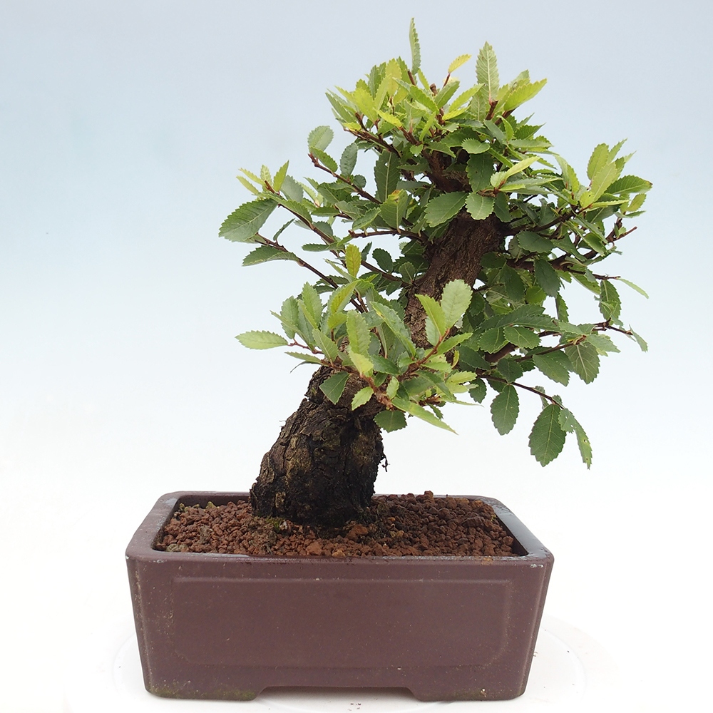 Kültéri bonsai - Zelkova - Zelkova NIRE