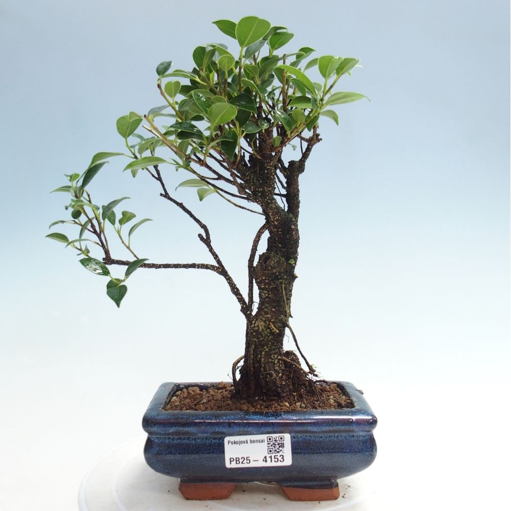Szobai bonsai - Ficus retusa - kislevelű fikusz