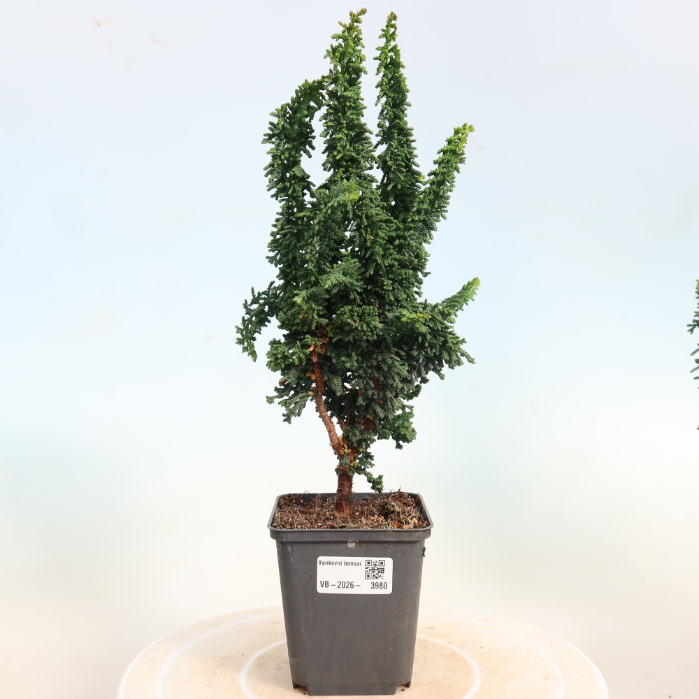Kültéri bonsai - Cham. obtusa SEKKA HINOKI - Cifra ciprus