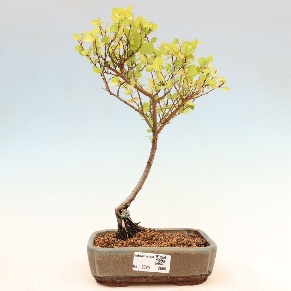 Kültéri bonsai – törpe nyír – Betula NANA Golden Treasure