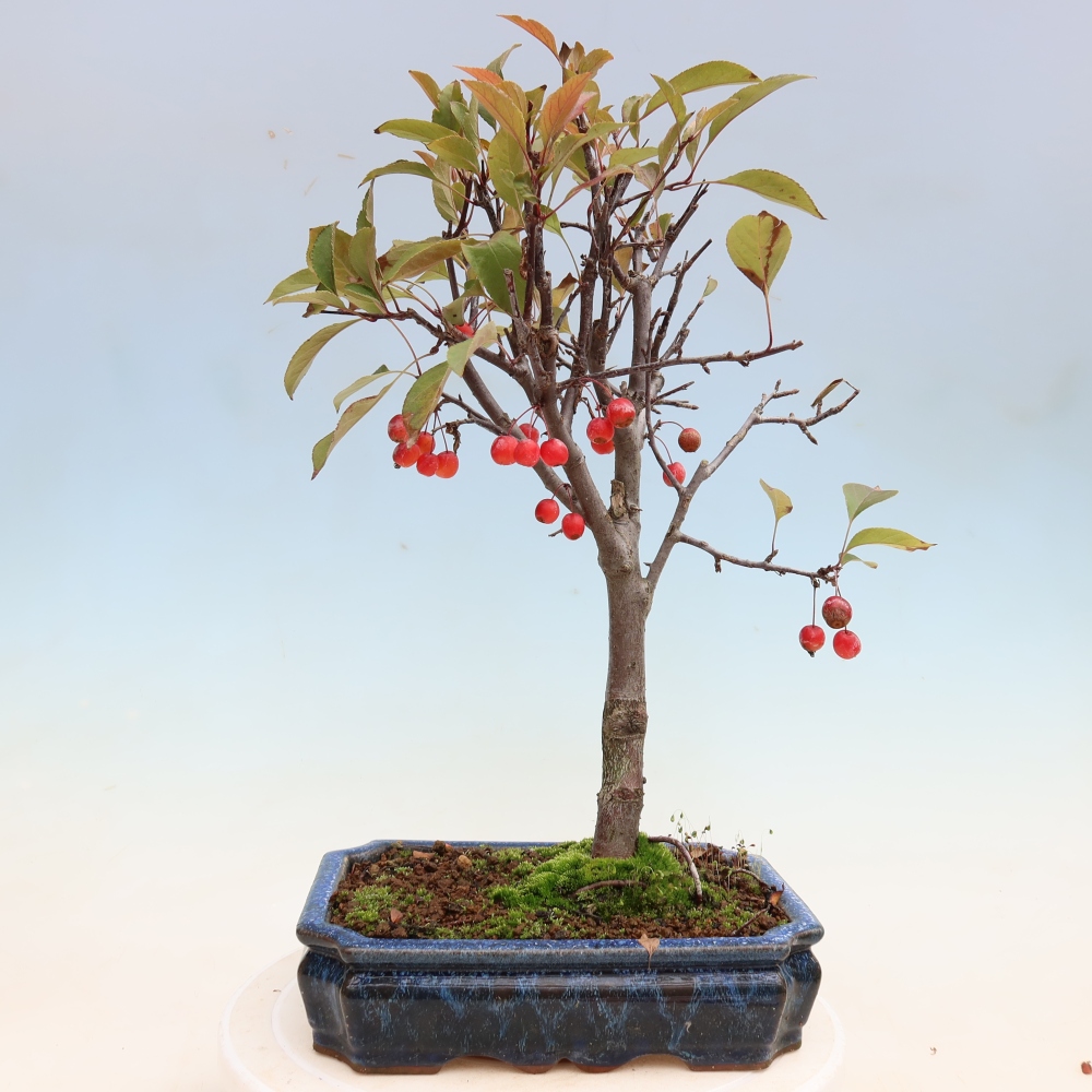 Kültéri bonsai -Malus domestica - Kis gyümölcsű piros levelű almafa