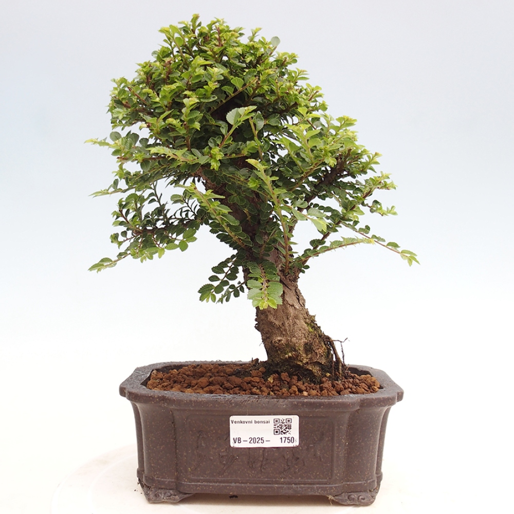 Kültéri bonsai - Ulmus parvifolia Hokkaido - Kínai szil - Ulmus parvifolia Hokkaido