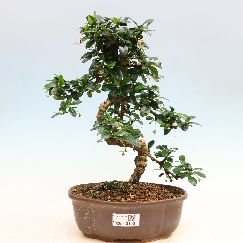 Szobai bonsai - Carmona macrophylla - Tea fuki