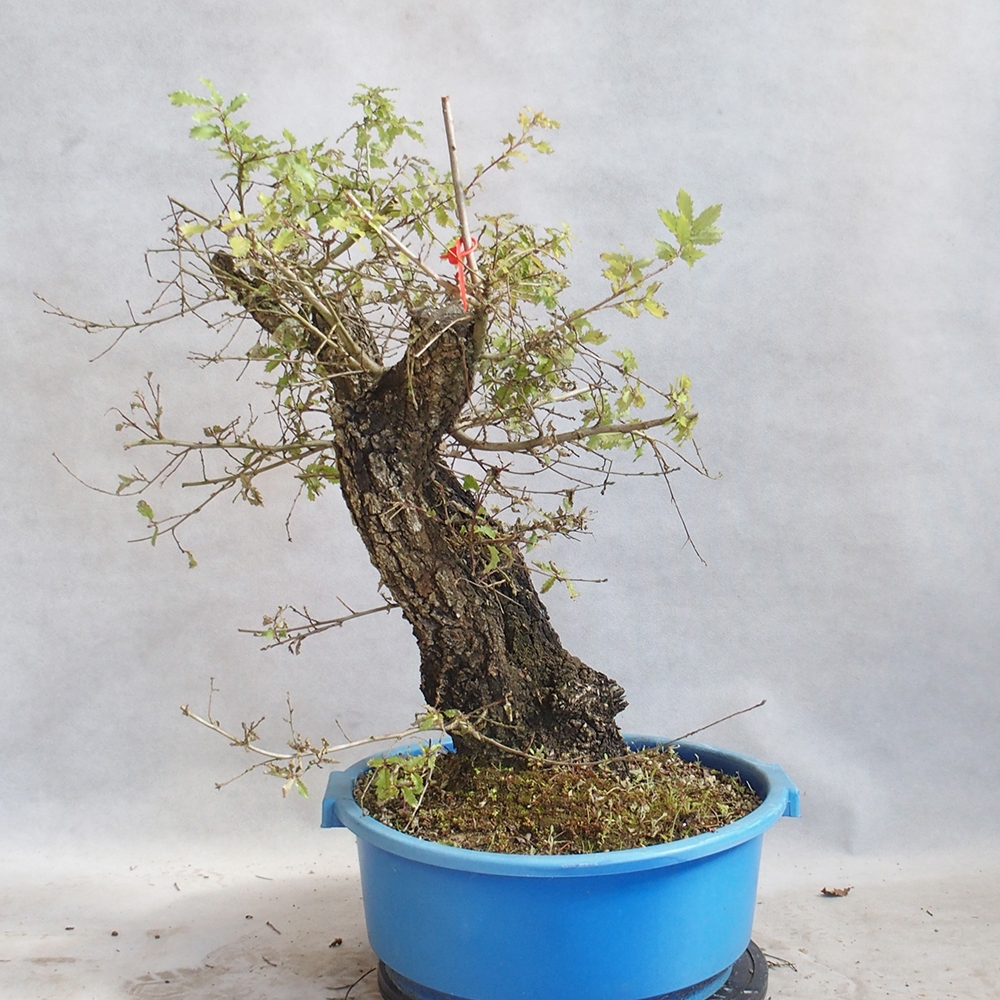 Kültéri bonsai Quercus Cerris - Tölgy Cer