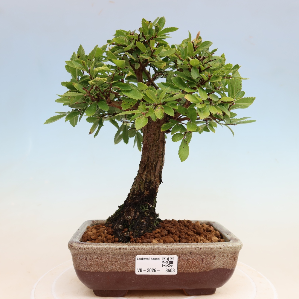 Kültéri bonsai - Zelkova - Zelkova NIRE