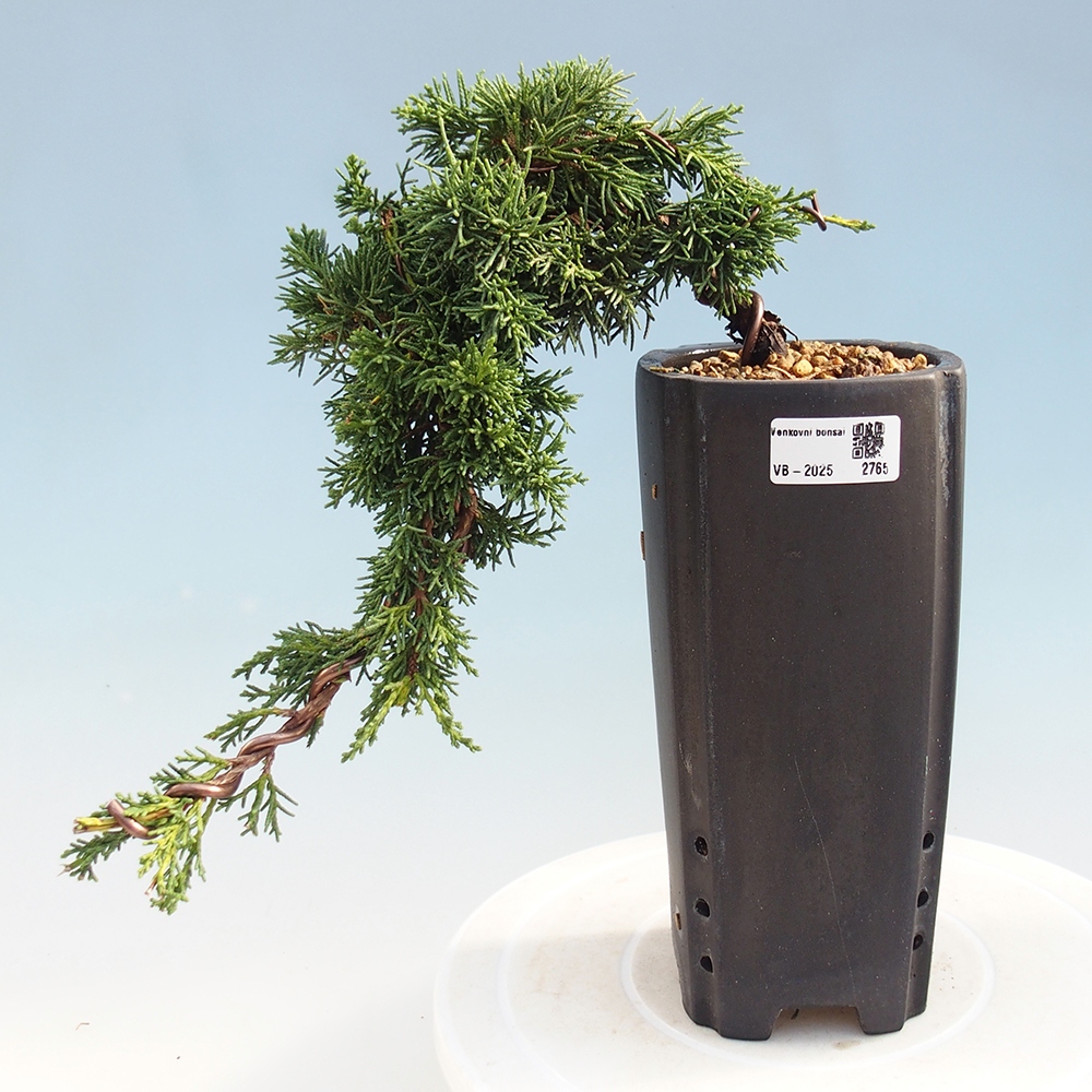 Kültéri bonsai - Juniperus chinensis Kishu