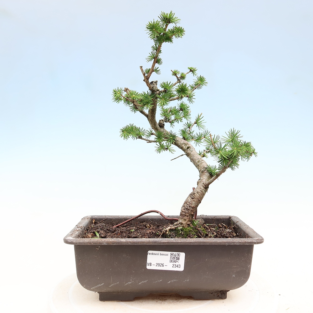 Kültéri bonsai - Larix decidua - vörösfenyő