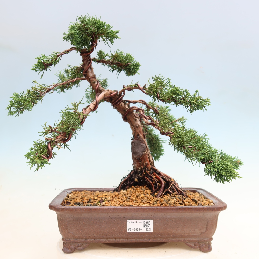 Kültéri bonsai - Juniperus chinensis Kishu