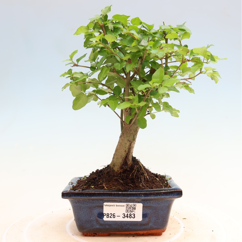 Szobai bonsai -Ligustrum chinensis - Madárcsőr