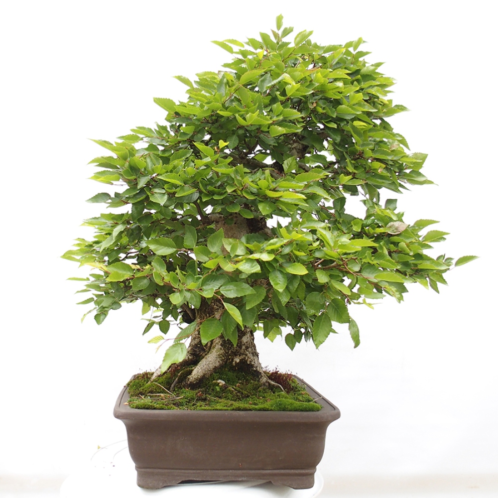 Kültéri bonsai -Carpinus CARPINOIDES - Koreai gyertyánfa