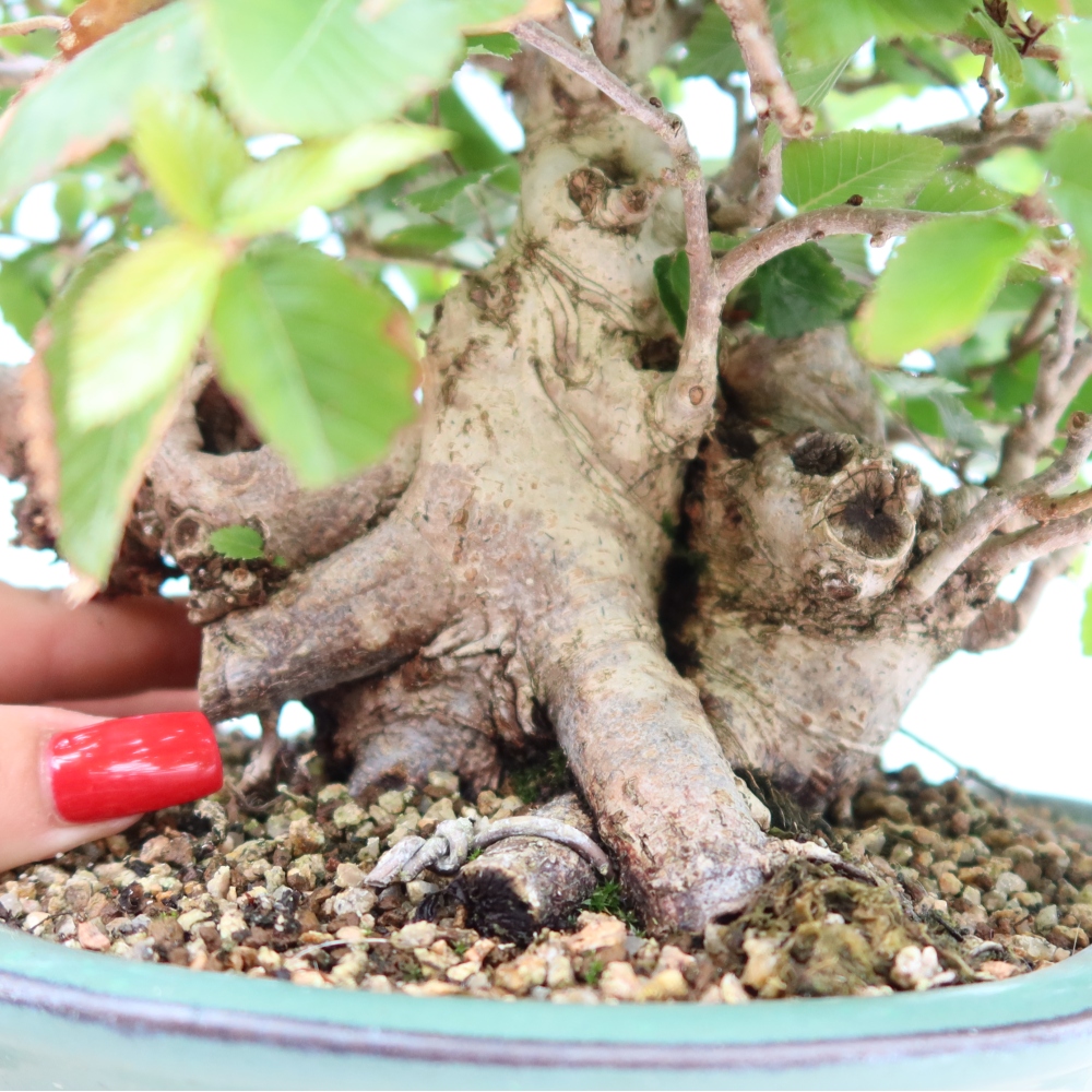 Kültéri bonsai -Carpinus Coreana - Koreai gyertyánfa