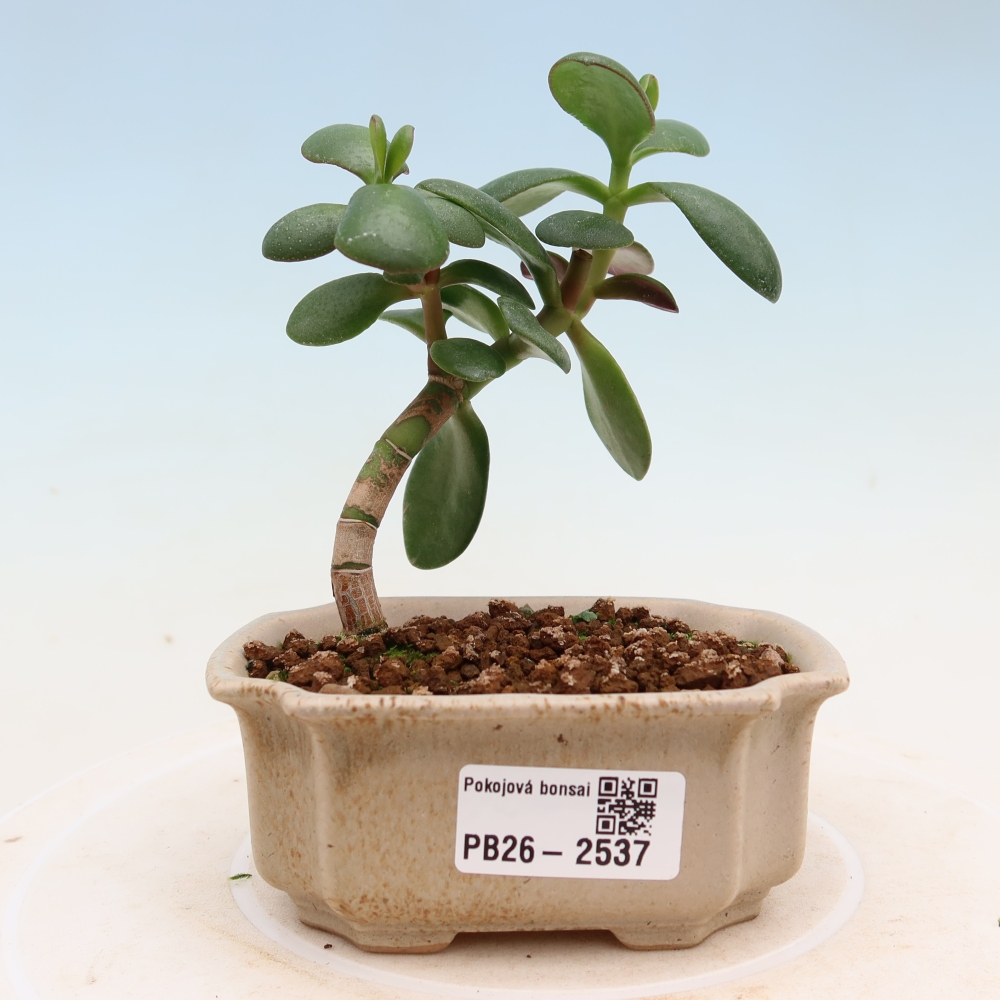 Szoba bonsai - Portulakaria Afra - Tlustice