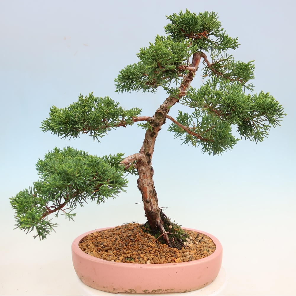 Kültéri bonsai - Juniperus chinensis Kishu