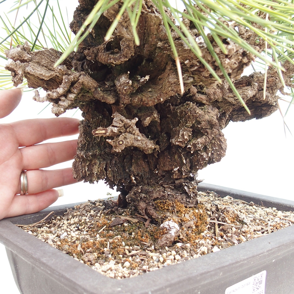 Kültéri bonsai - Pinus thunbergii - Thunberg fenyő