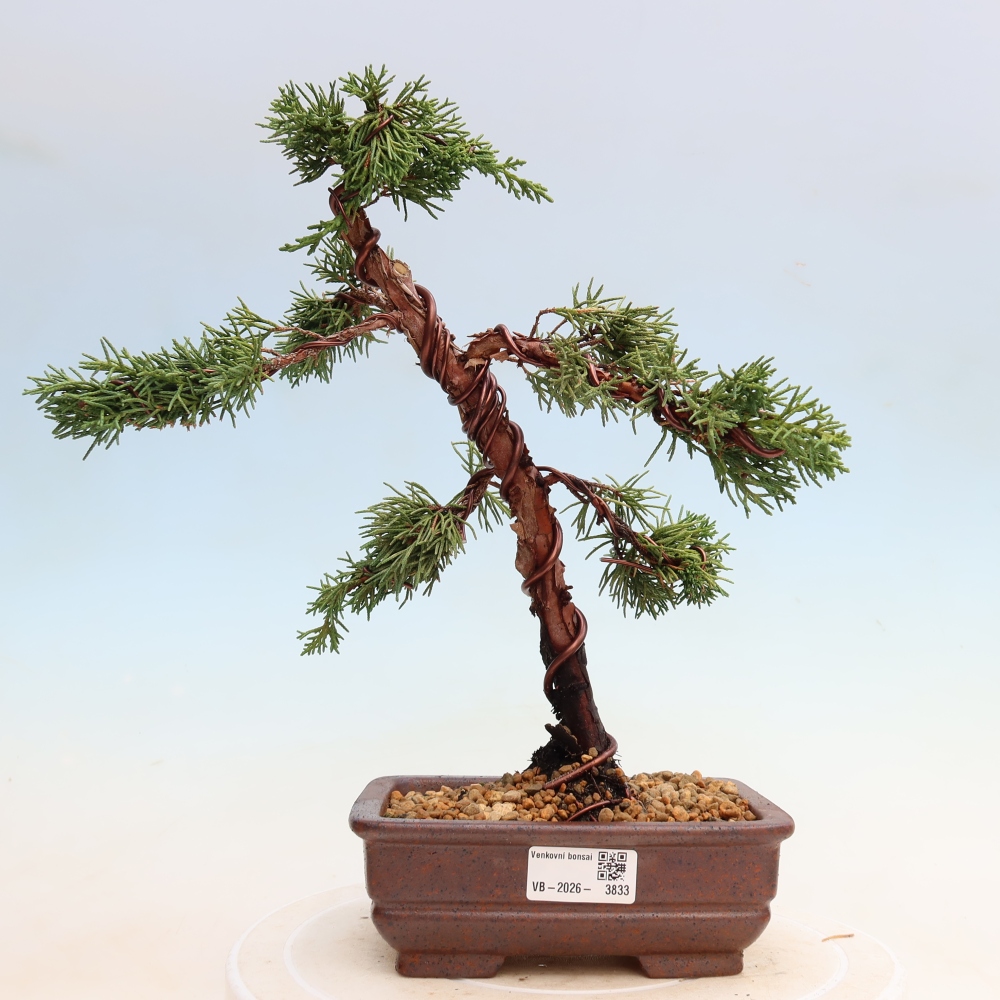 Kültéri bonsai - Juniperus chinensis Kishu