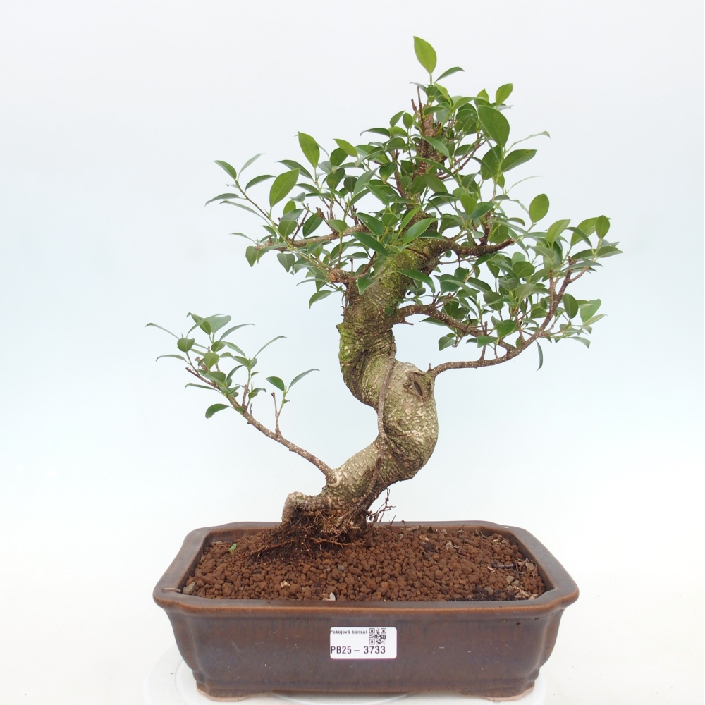 Szobai bonsai - Ficus kimmen - kislevelű fikusz