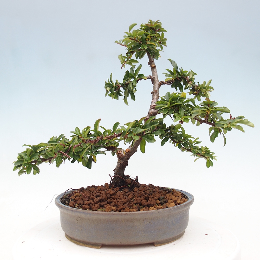 Kültéri bonsai-Pyracantha Teton - Hlox