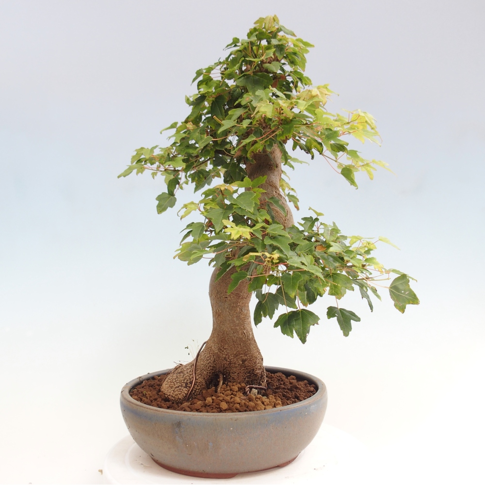 Kültéri bonsai - Acer Buergerianum - Burger juhar