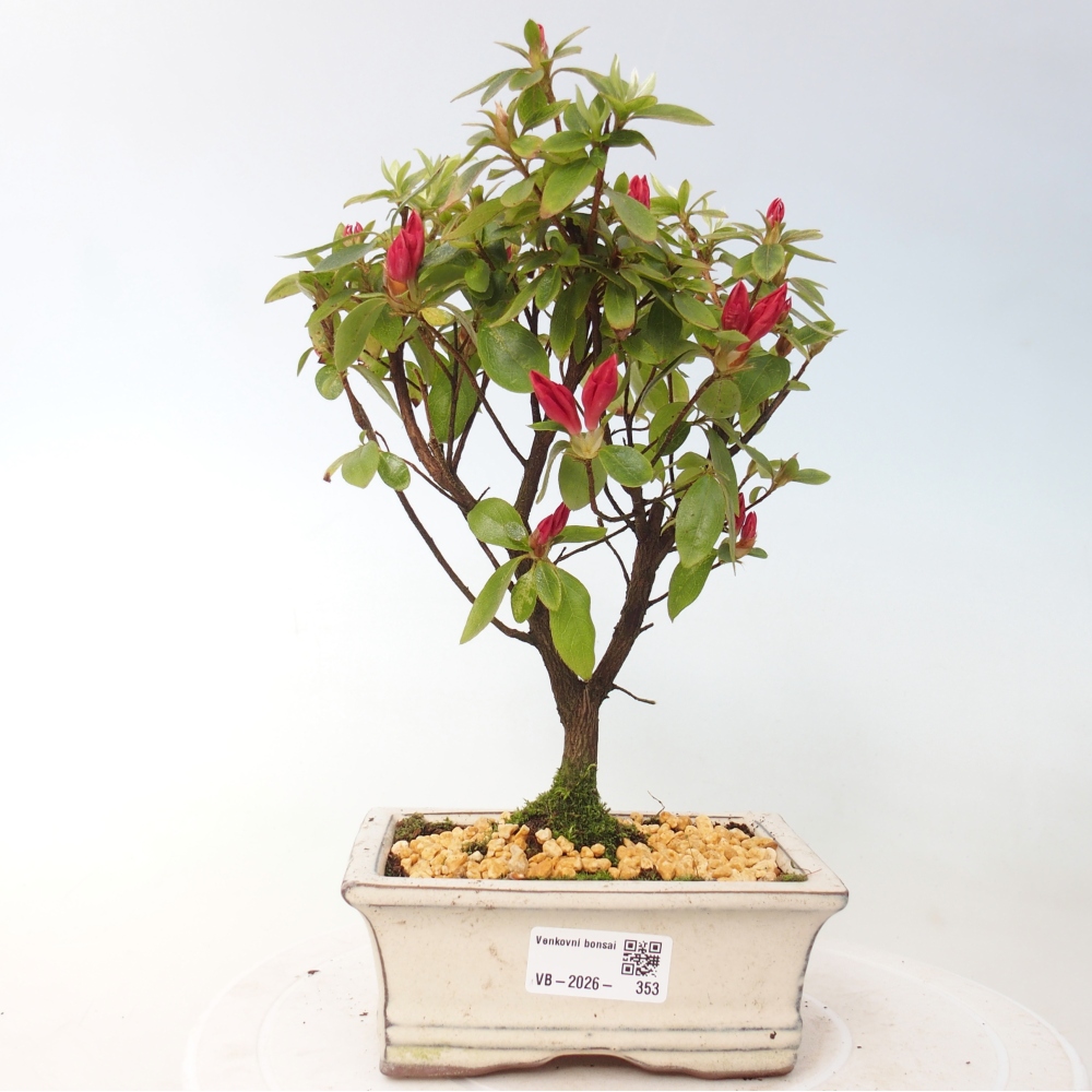Kültéri bonsai - japán azálea - Azalea sp.