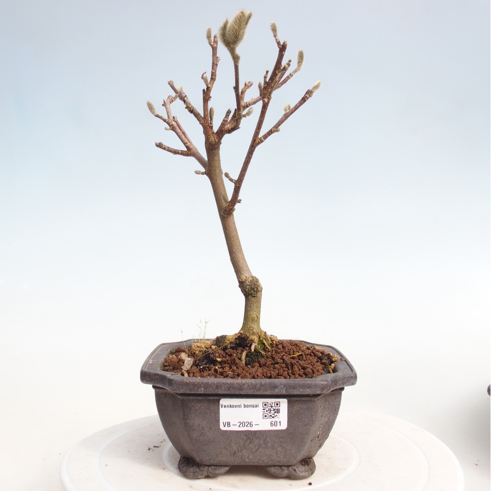 Kültéri bonsai - Magnolia stellata