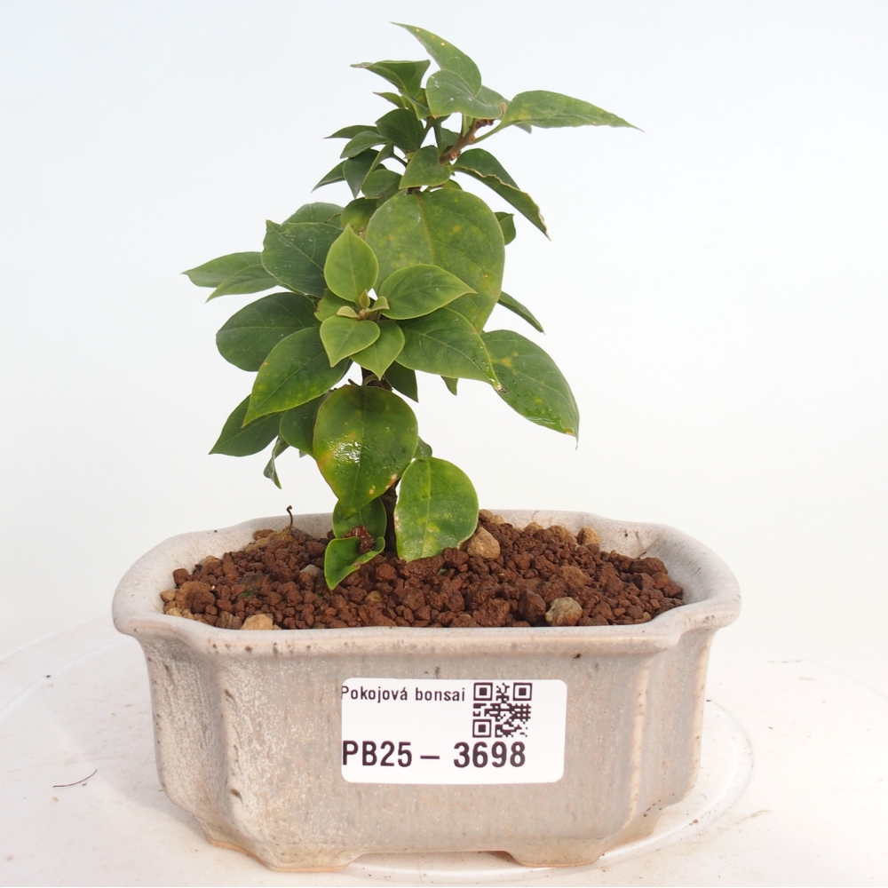 Szoba bonsai - Bouganwilea