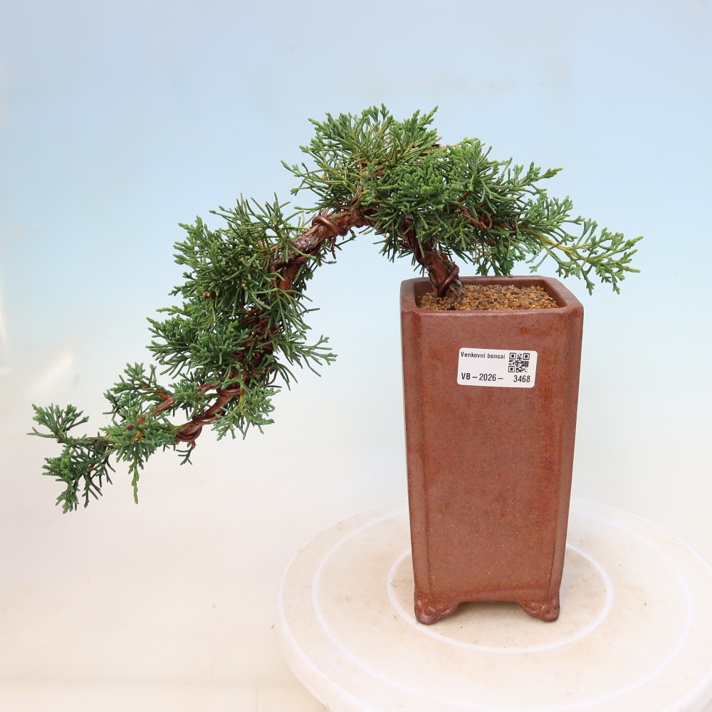 Kültéri bonsai - Juniperus chinensis Kishu