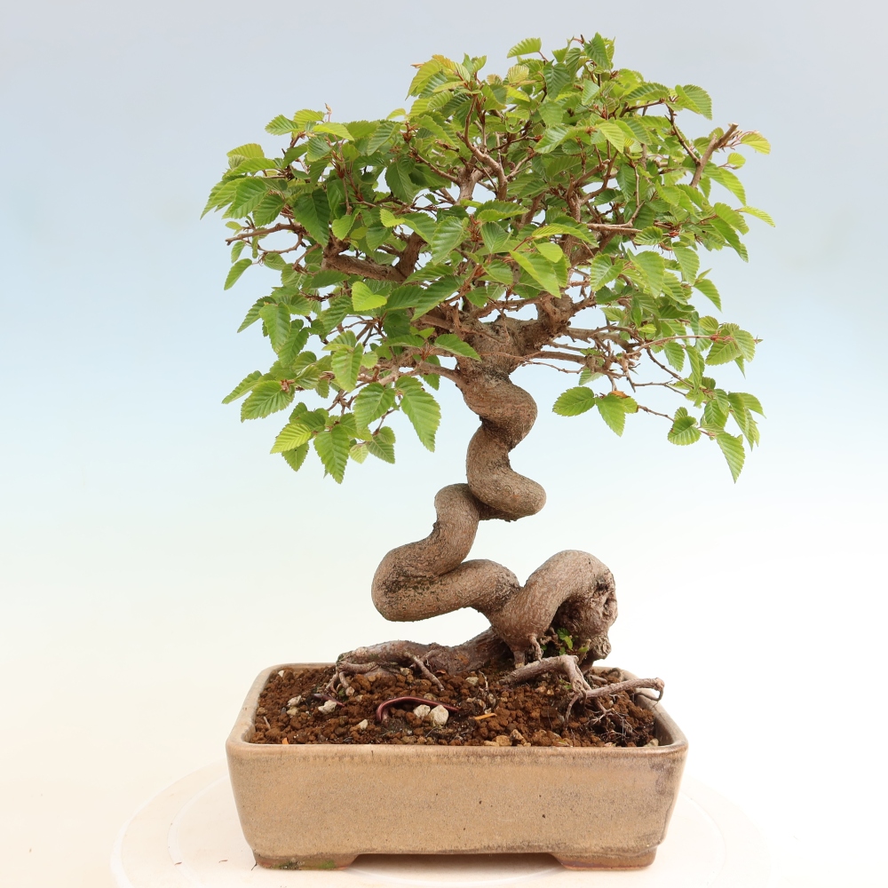 Kültéri bonsai -Carpinus Coreana - Koreai gyertyánfa