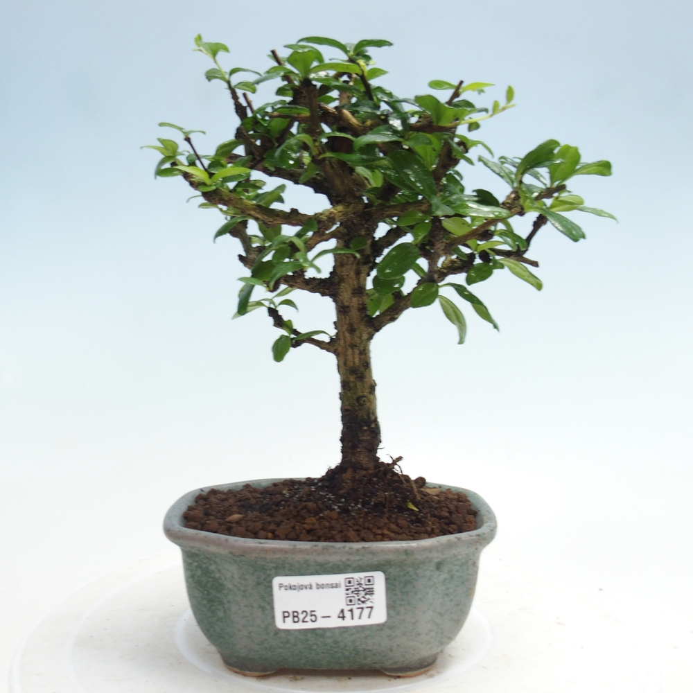 Szobai bonsai - Carmona macrophylla - Tea fuki