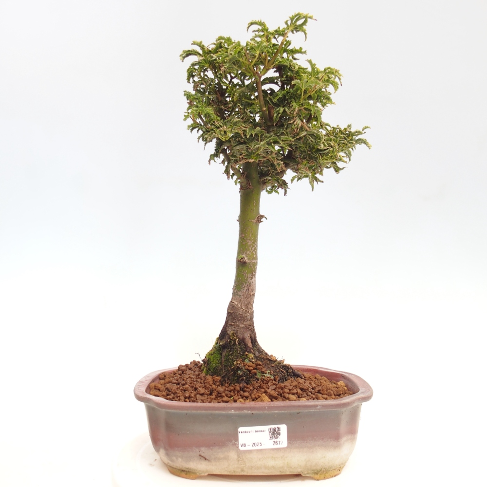 Kültéri bonsai -Javor pálma Acer palmatum Shishigashira