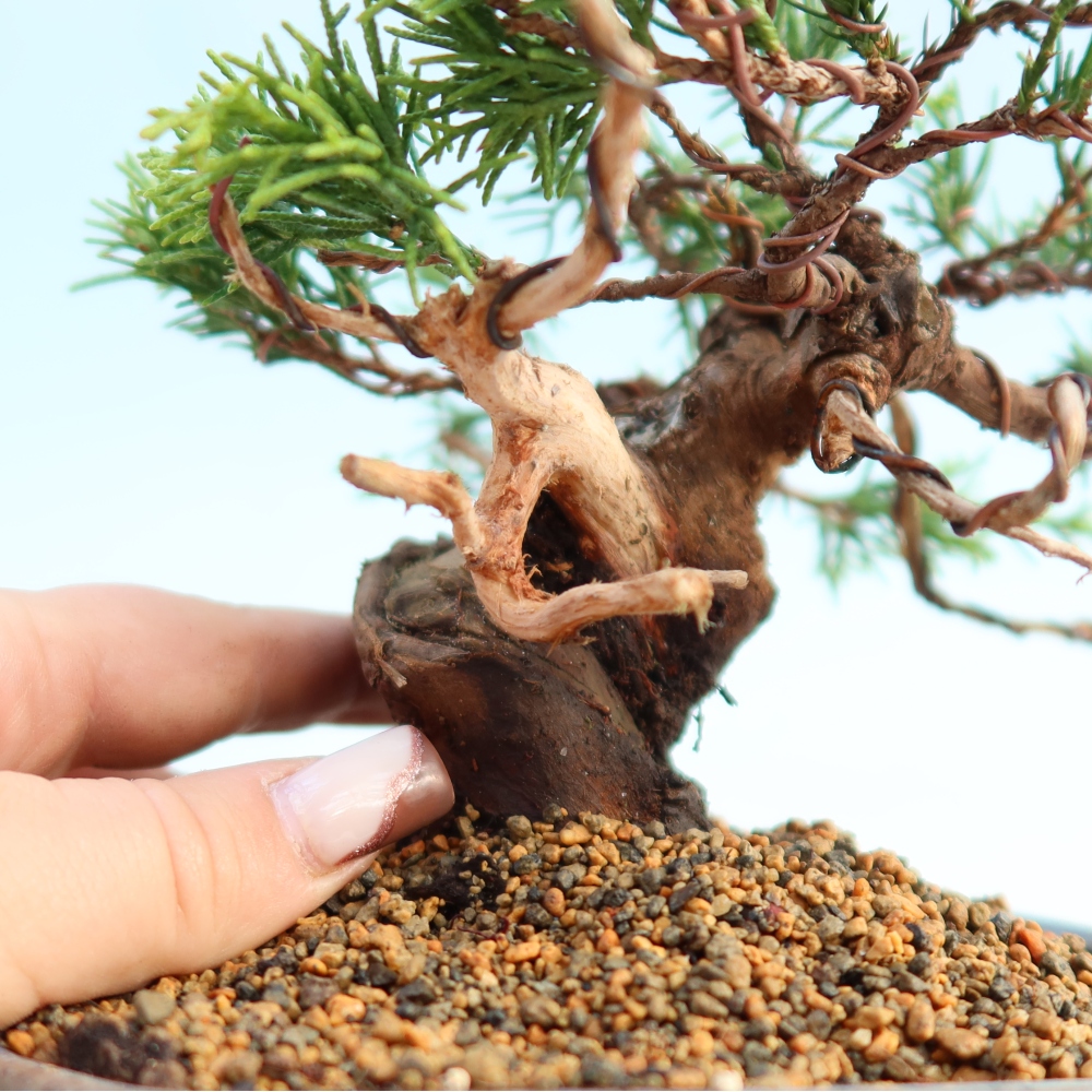 Kültéri bonsai - Juniperus chinensis Itoigawa