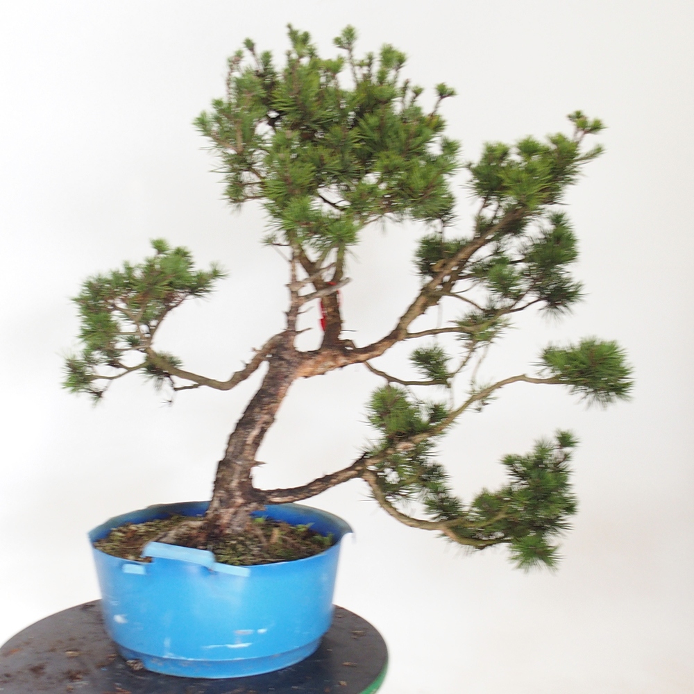 Yamadori - Pinus sylvestris Spanyolország