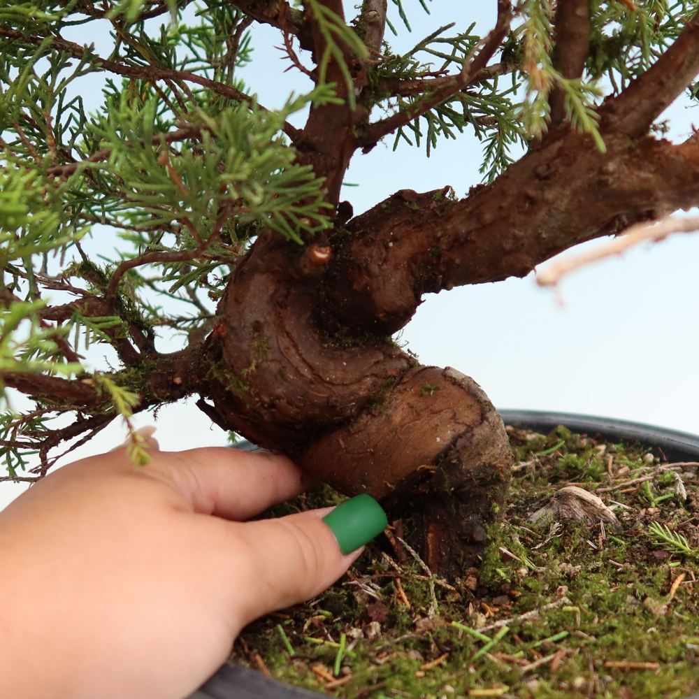 Kültéri bonsai - Juniperus chinensis Itoigawa-Juniperus chinensis