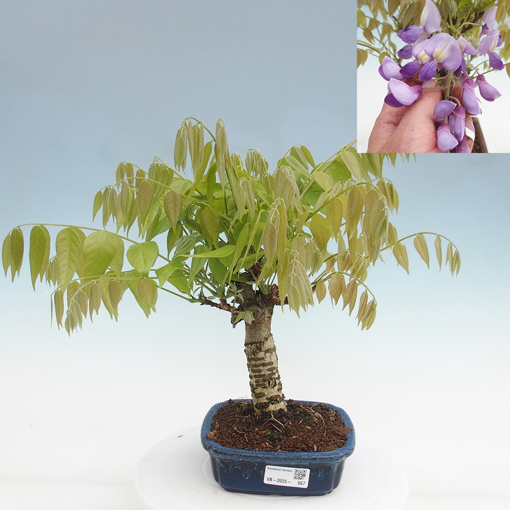 Kültéri bonsai - Wisteria floribunda