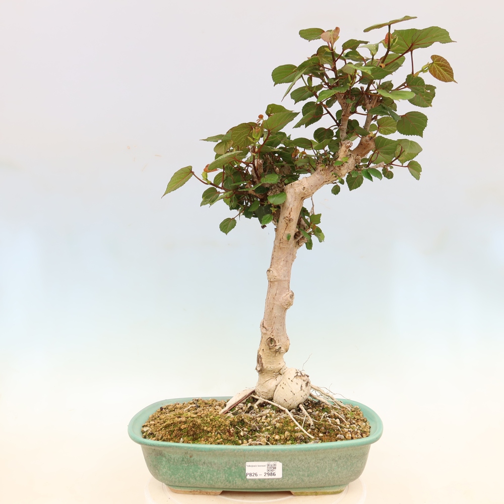 Beltéri bonsai - Hibiscus tiliaceus - tengeri hibiszkusz
