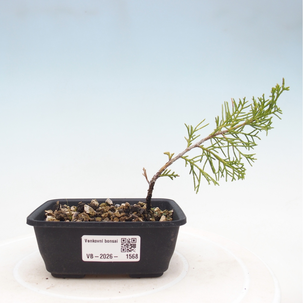 Kültéri bonsai - Juniperus chinensis Itoigawa