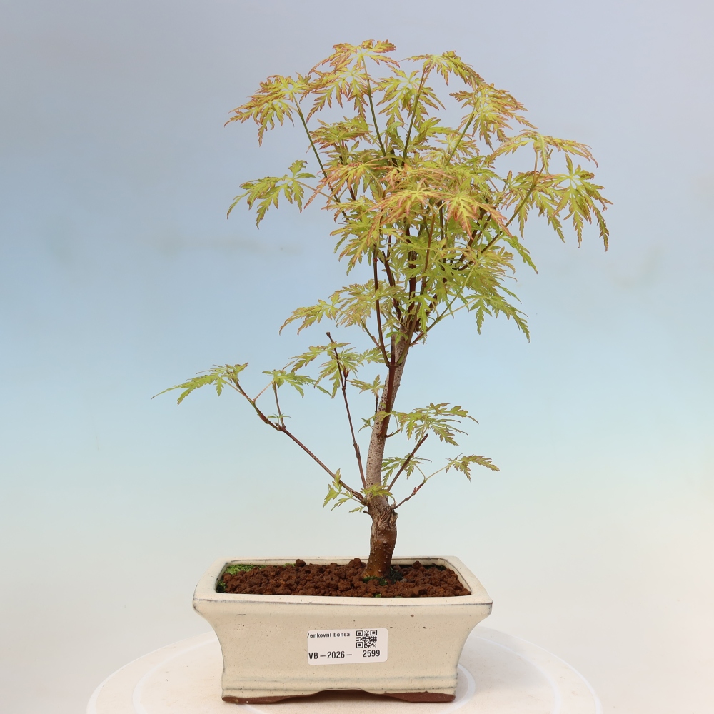 Kültéri bonsai - Acer palmatum Dissectum