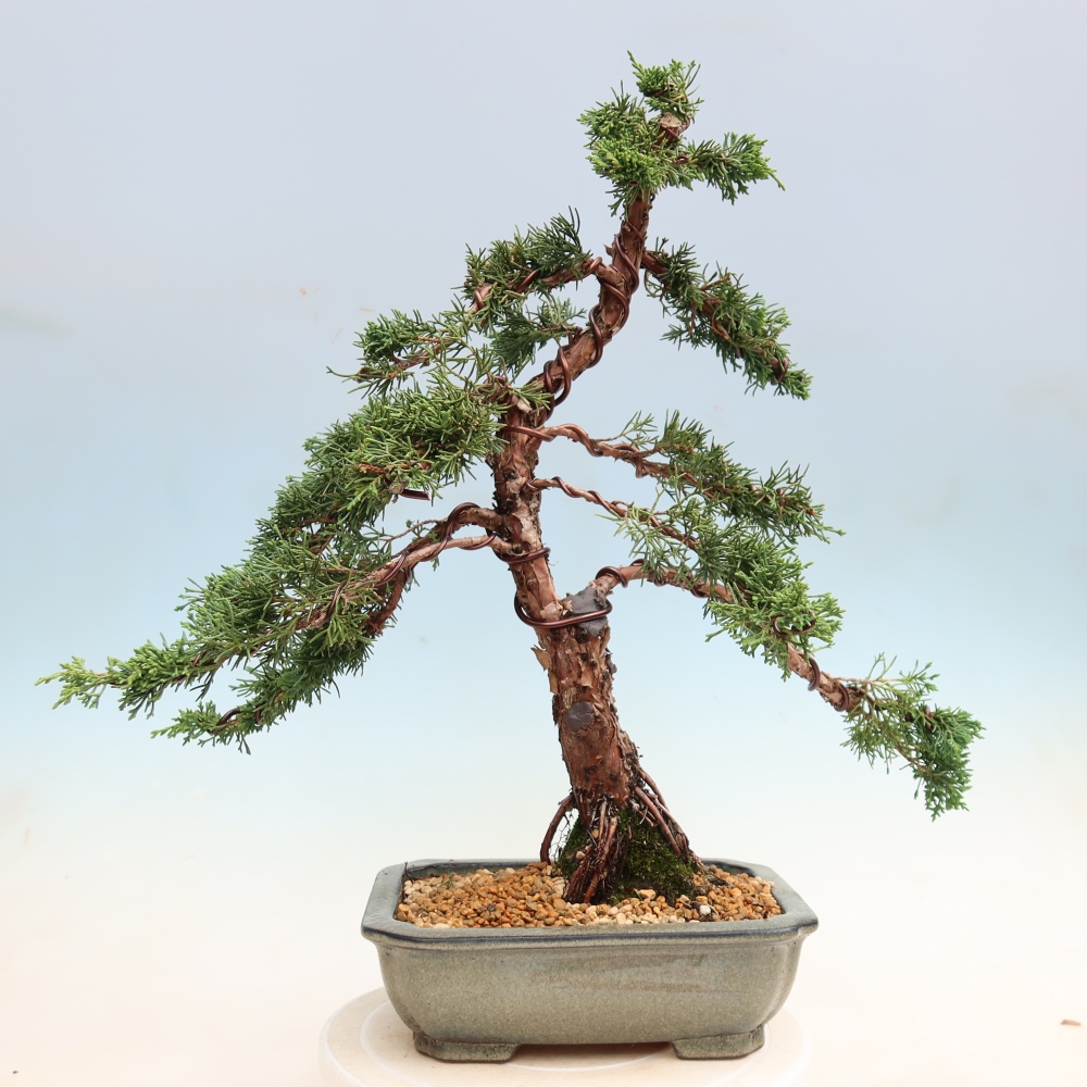 Kültéri bonsai - Juniperus chinensis Kishu