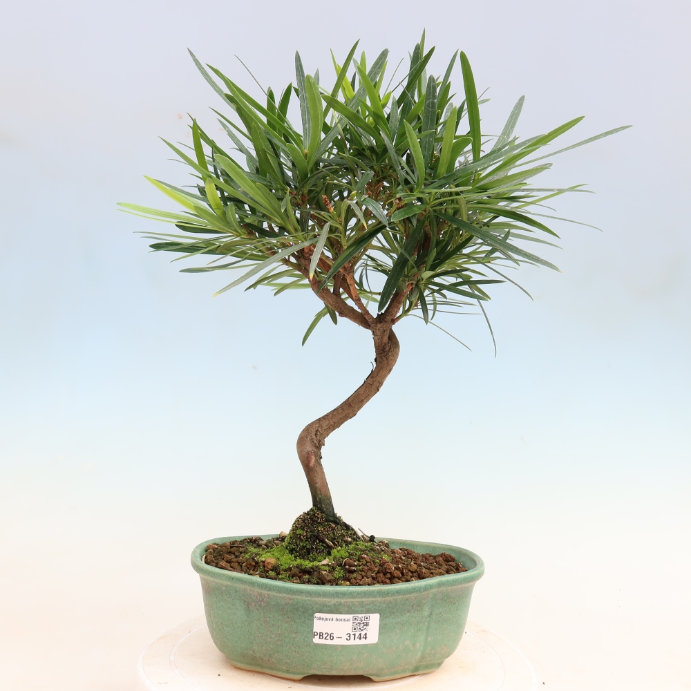 Szobai bonsai - Podocarpus - Kőtiszafa