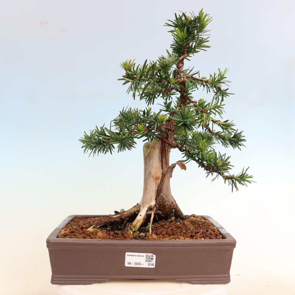 Kültéri bonsai - Taxus cuspidata - japán tiszafa