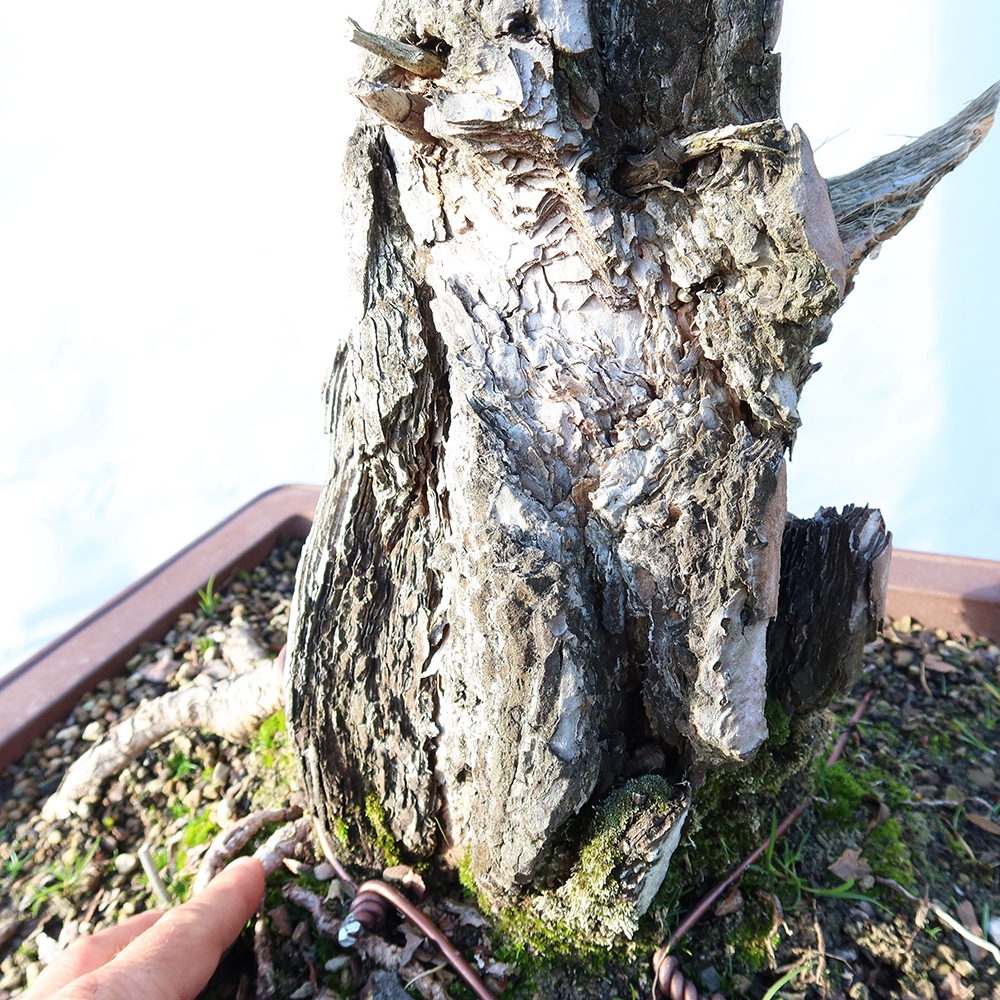 Pinus sylvestris Spanyolország – erdei fenyő