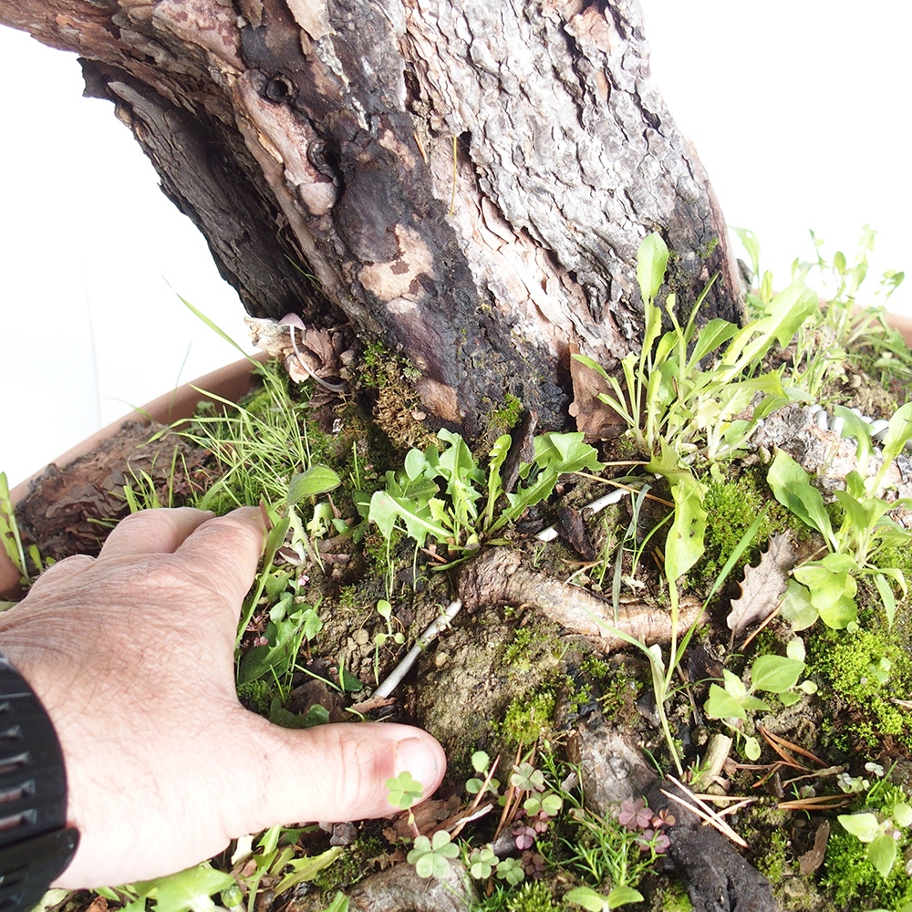Yamadori - Pinus sylvestris Spanyolország