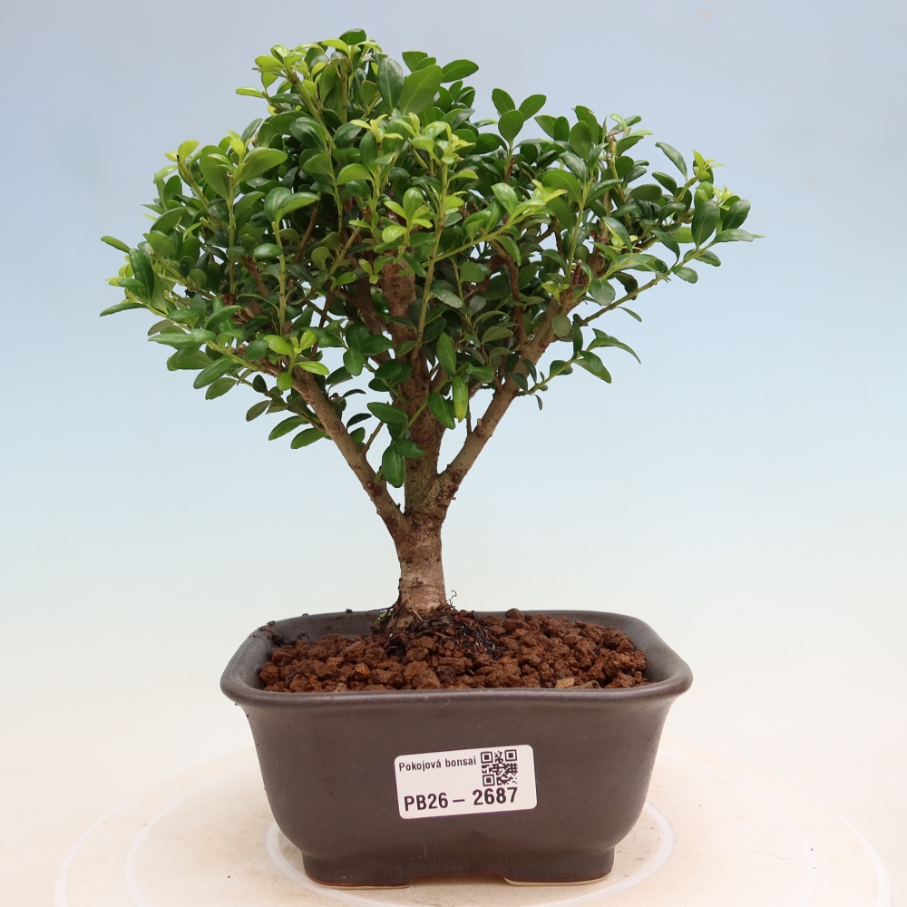 Szobai bonsai - Ilex crenata - Holly