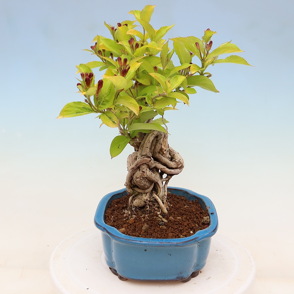 Kültéri bonsai – Weigela subsessilis – Koreai vajgélia
