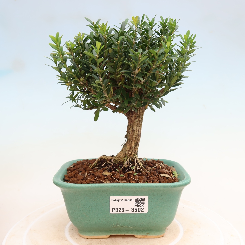 Szobai bonsai - Buxus harlandii - parafa buxus