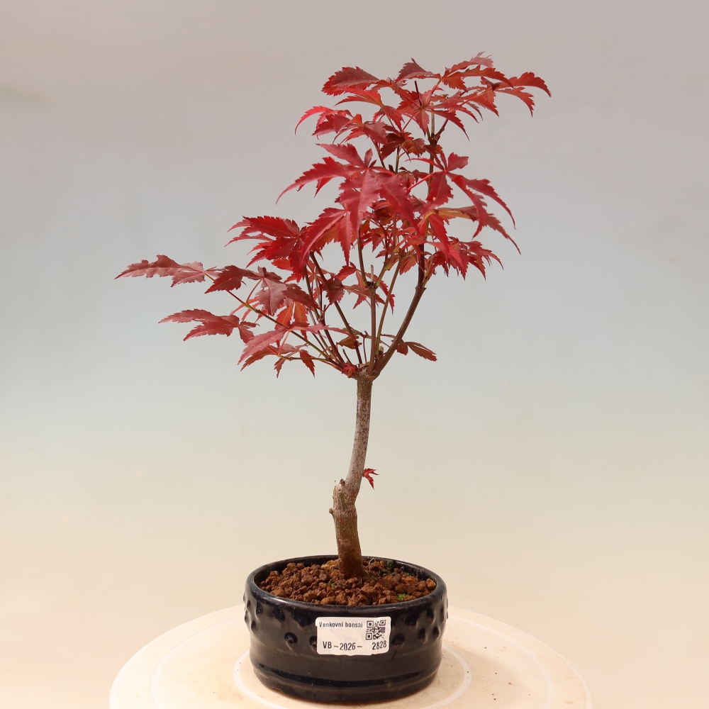 Kültéri bonsai - Acer pálma. Atropurpureum-Javor palmate