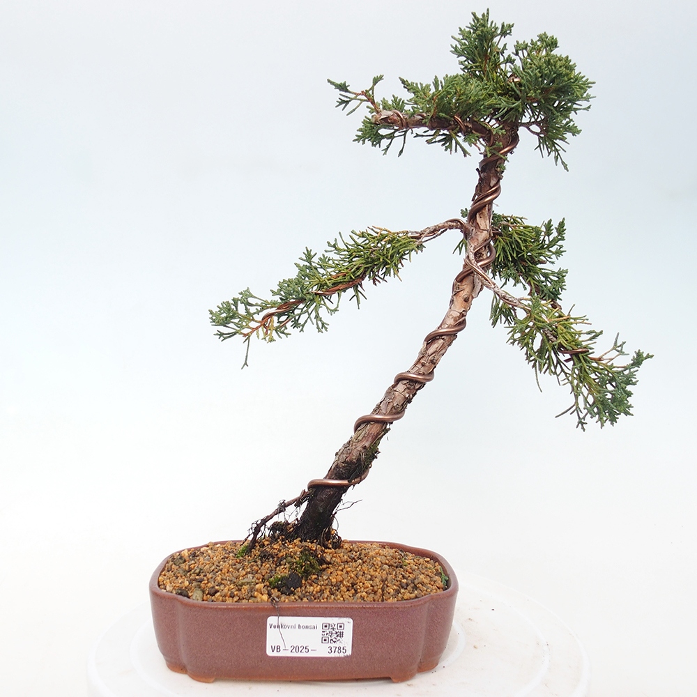 Kültéri bonsai - Juniperus chinensis Kishu