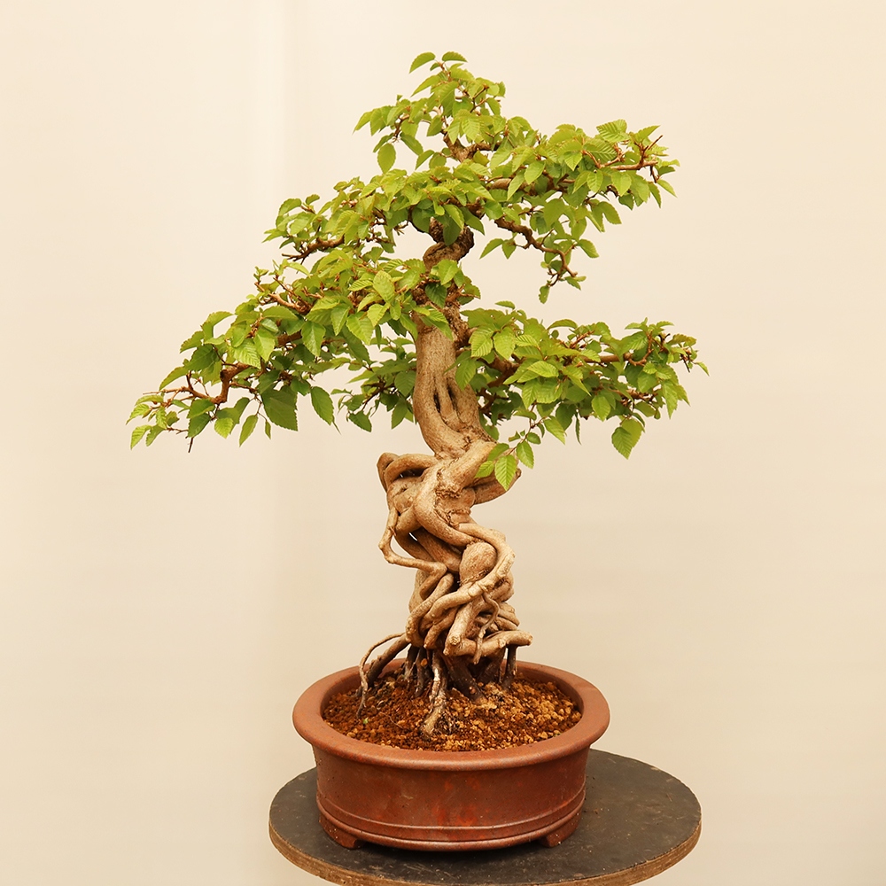 Kültéri bonsai -Carpinus Coreana - Koreai gyertyánfa