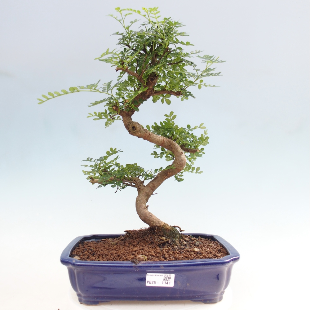 Szobai bonsai - Zantoxylum piperitum - borsfa