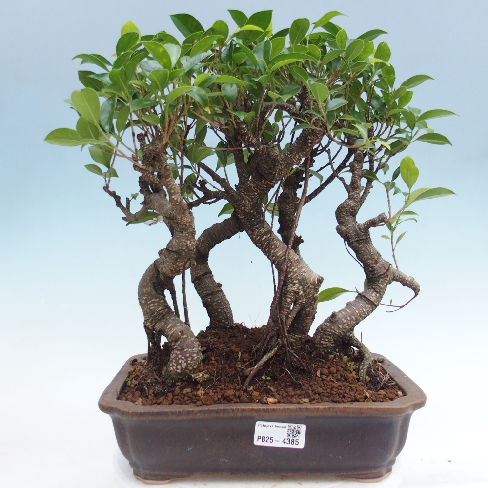Szobai bonsai - Ficus kimmen - kislevelű fikusz