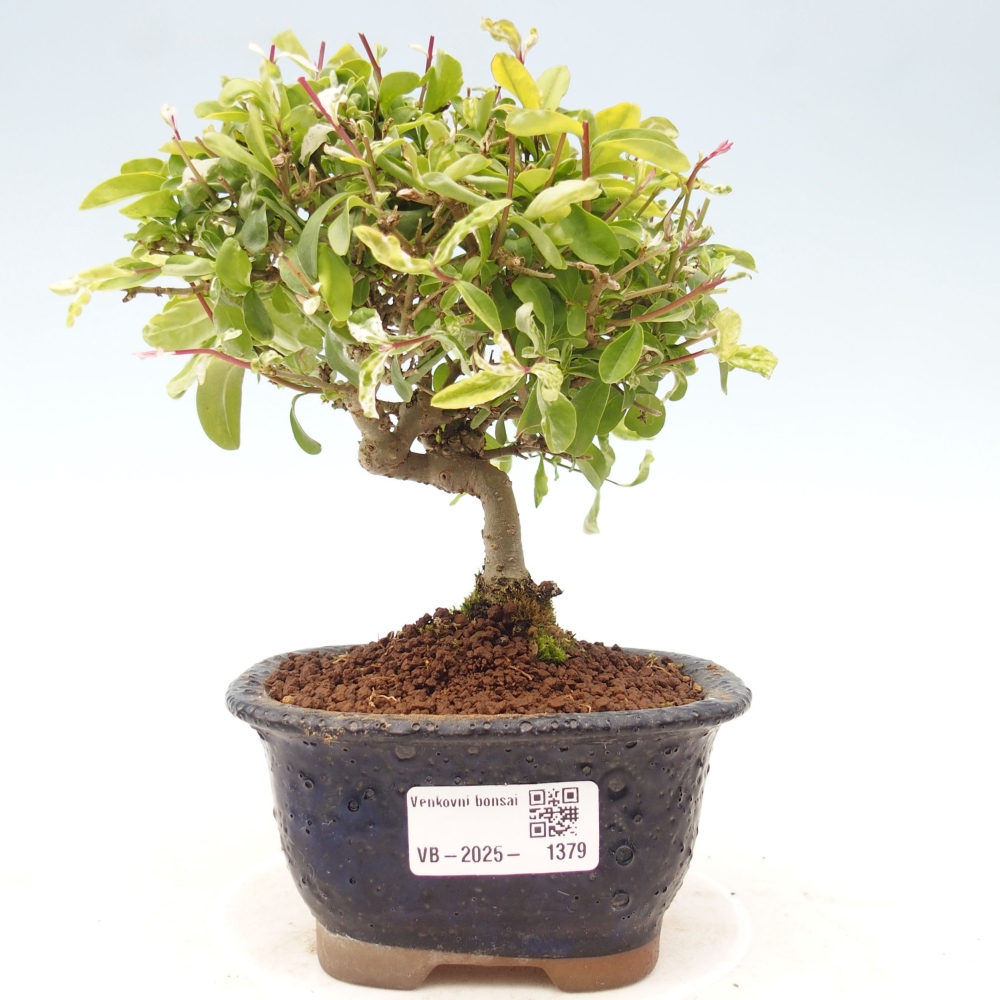 Kültéri bonsai - Ligustrum obtusifolium